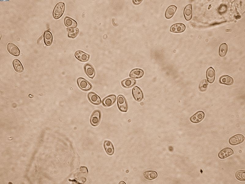 Tubaria furfuracea       (Pers.)     Gillet